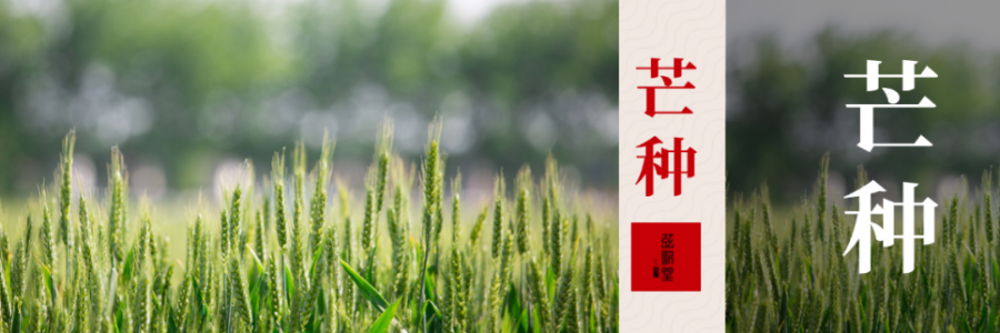 芒種 | 忙收忙種，防暑祛濕